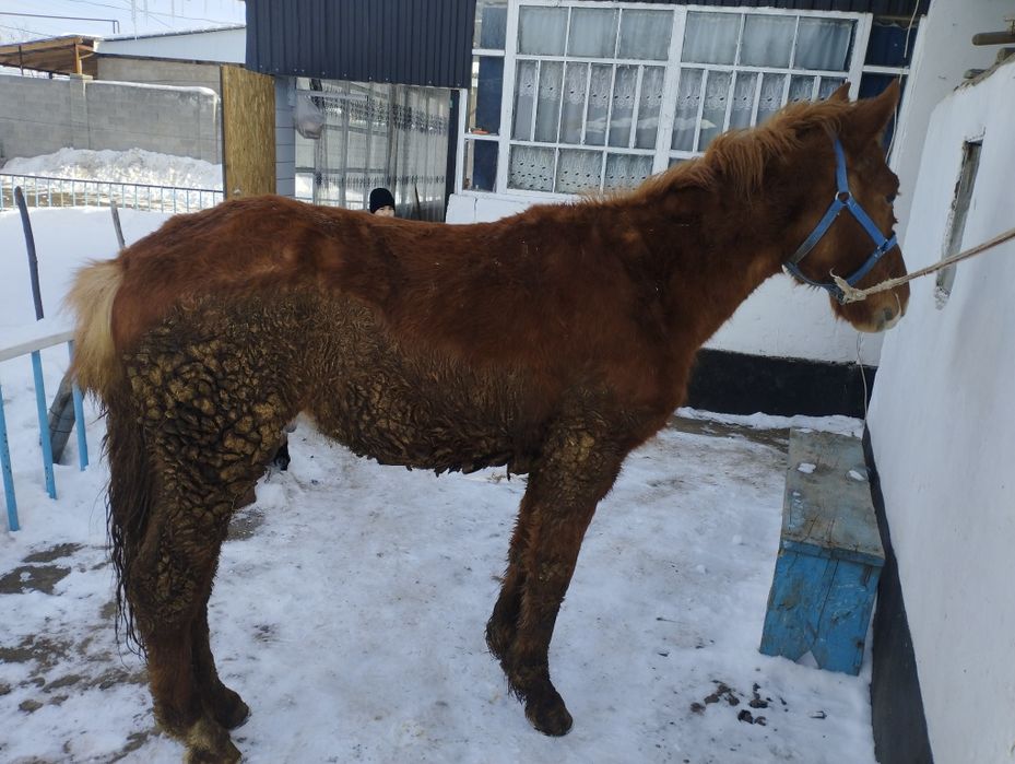 Продам лошадь жебчика