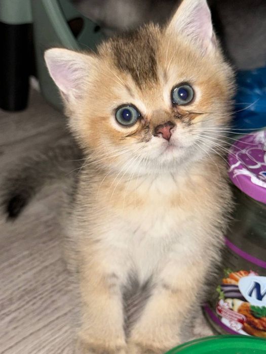 котята , шиншиллы