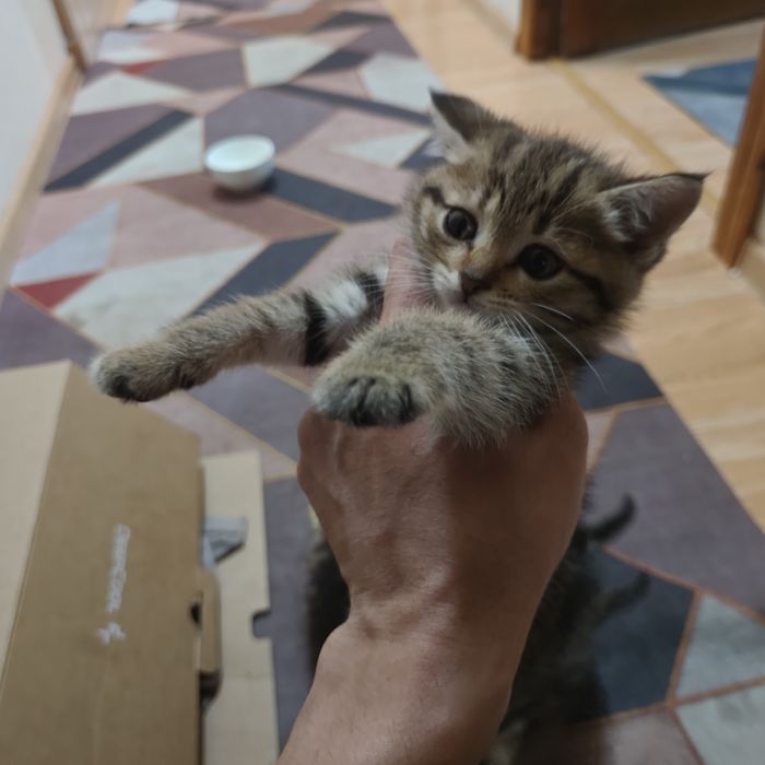 Отдам Котенки в хорошие руки