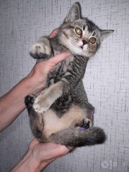 Шиншила скотишфолд девочка