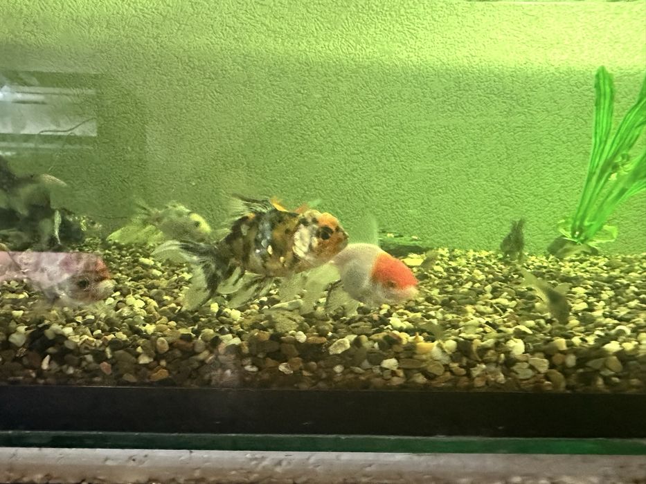 Продам золотых рыбок