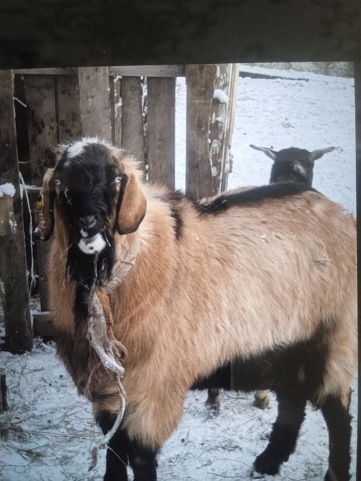 Теке сатам продом козы