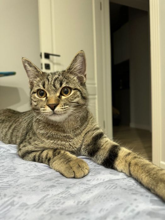 Кот порода полу британец