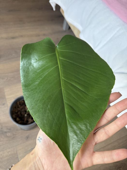 Monstera Deliciosa