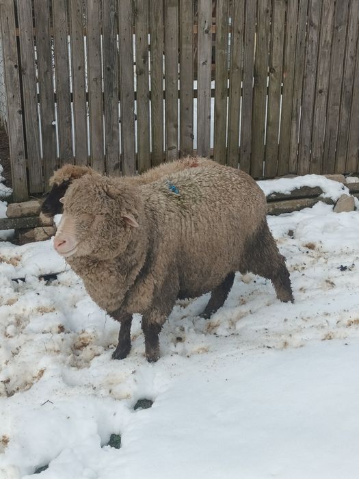 Berbecut de vânzare