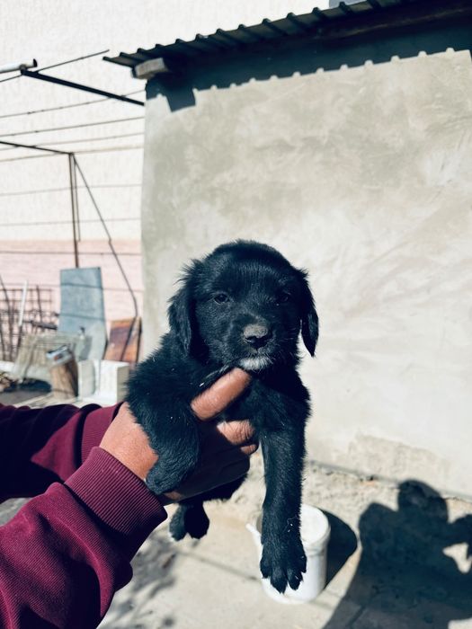 Спаниель от рабочих родителей