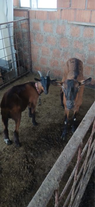 Capra Alpina Franceză cu tapisoar sau fara