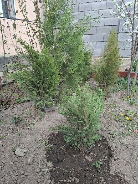 Продам туи туи .