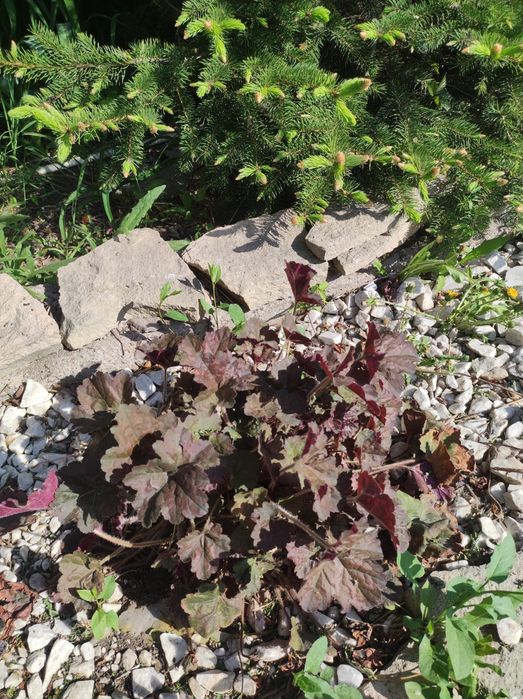 Продам рассаду Хосты четыре  вида