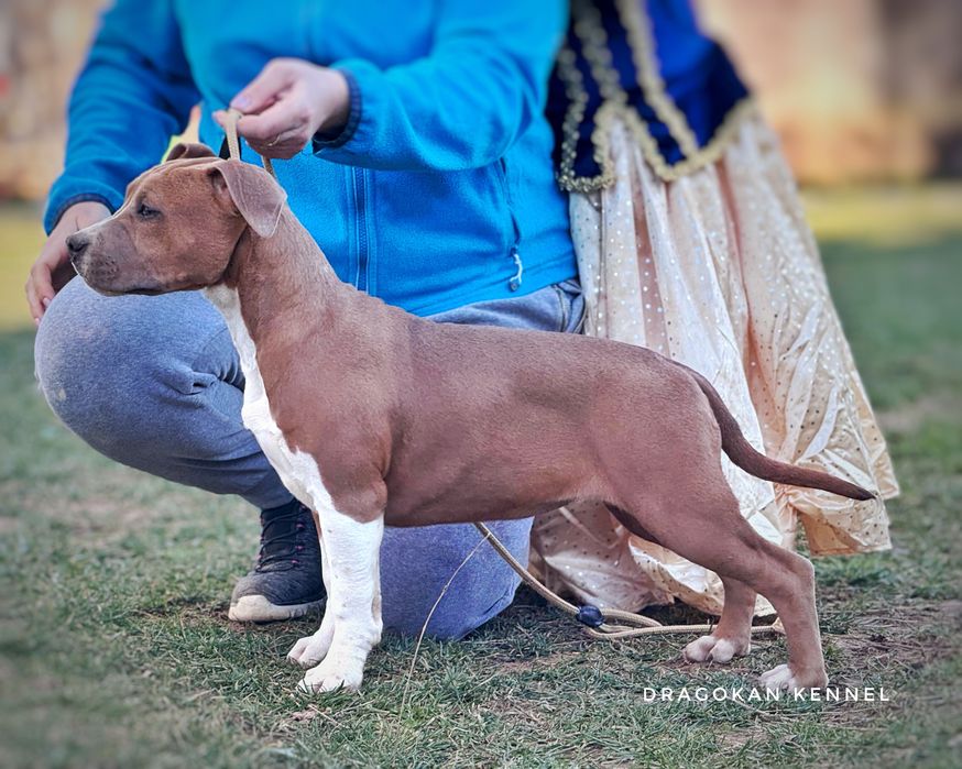 Amstaff rasă pură cu pedigree