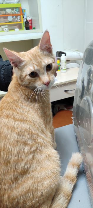 Пристраивается котик Марсик