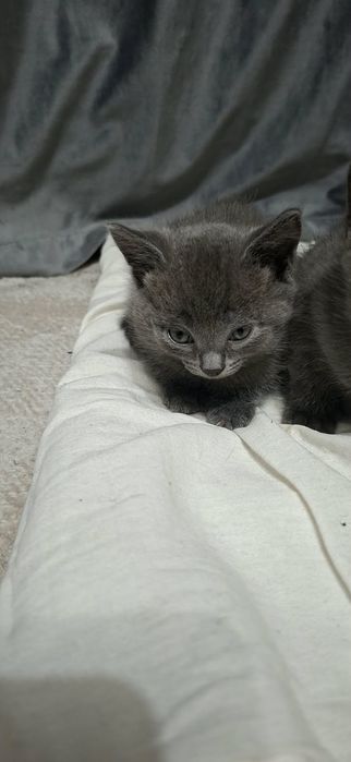 Отдам котят бесплатно