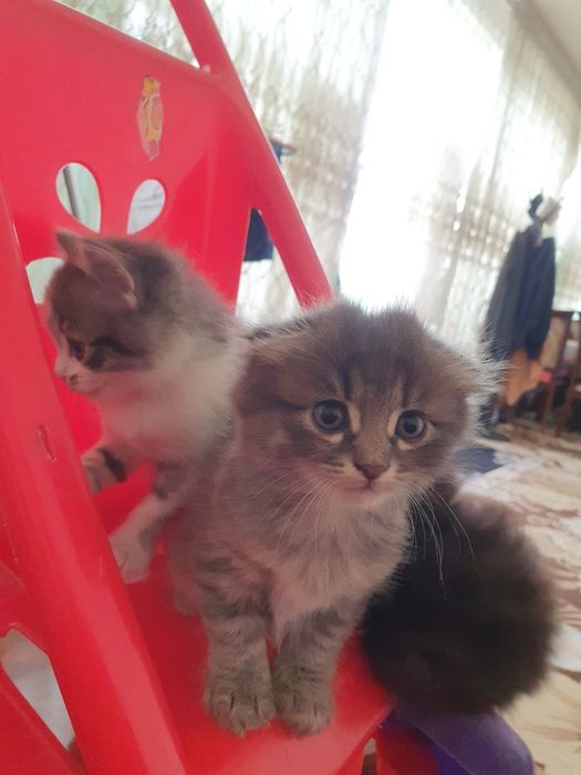 Котята двоя вислоухие, 2 месяца.