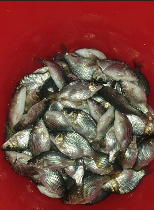 Puiet crap, lin, cten