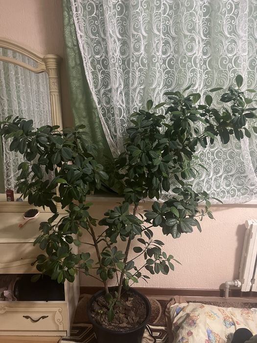 Комнатное растение