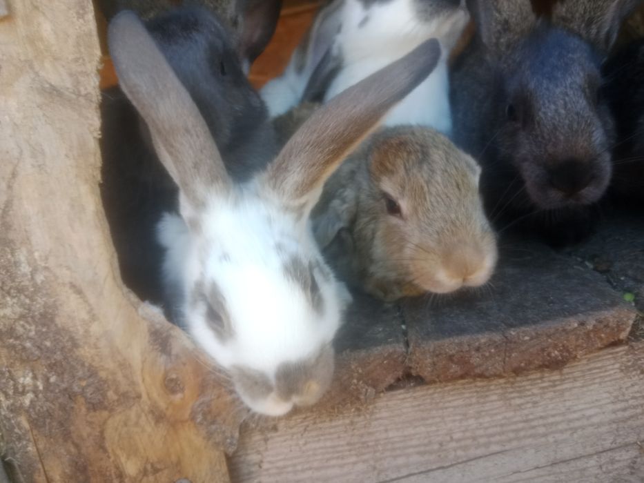 Продам живых крольчат .