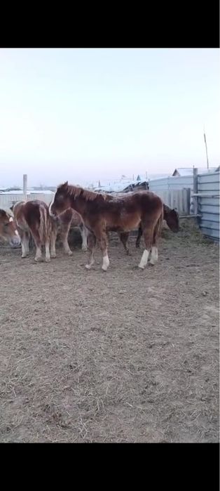 жеребята на выбор