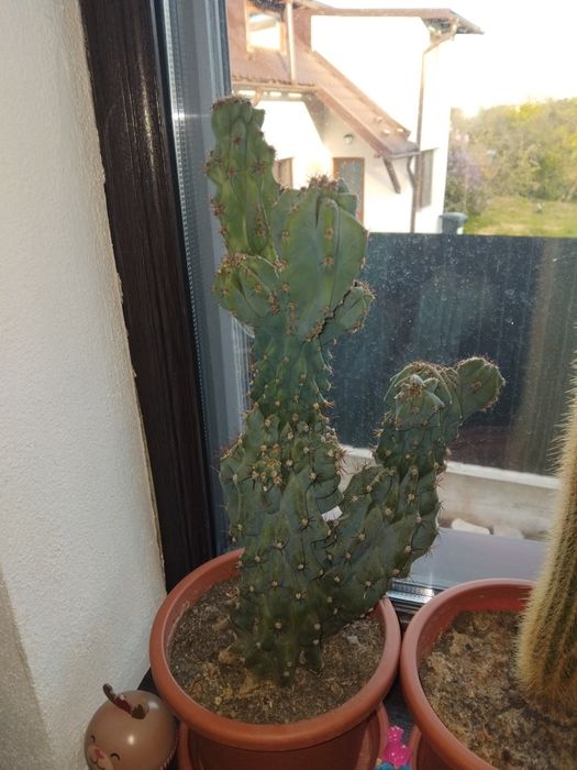 Cactuși de vânzare!