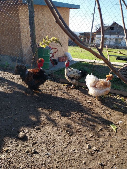 Oua pentru incubat motate barboase si frezate