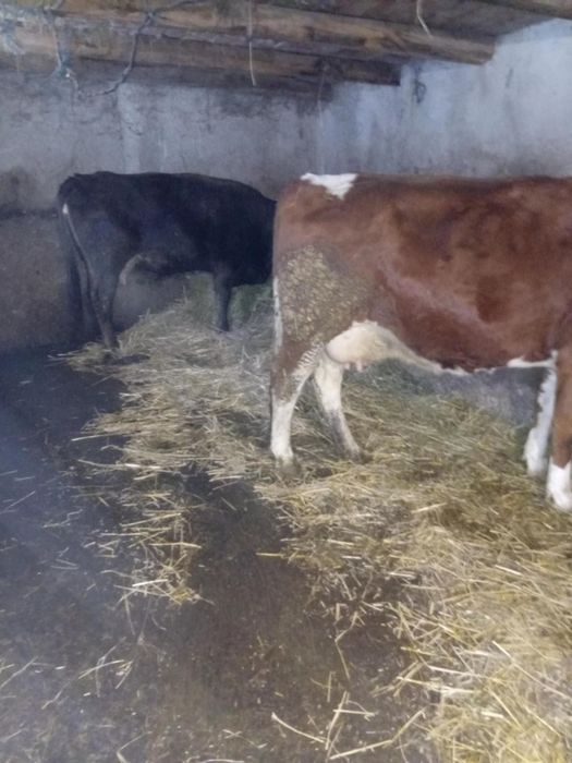 Vând vaci 3 gestante februarie 3 ii se împlinește vremea