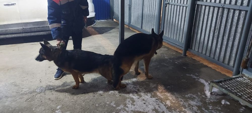 Продается щенки немецкой овчарки