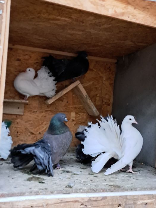 Porumbei albi și colorați