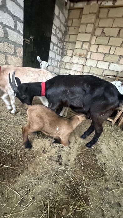 1 ші туып тұрған алпий шыбыш