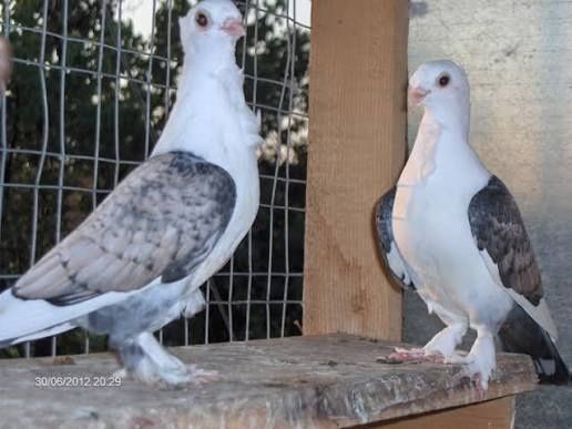 Vand porumbei Brozati, Blondineti si Satineti