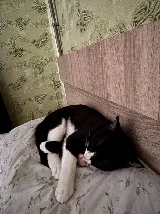 Кот 7 - 8 месяцев