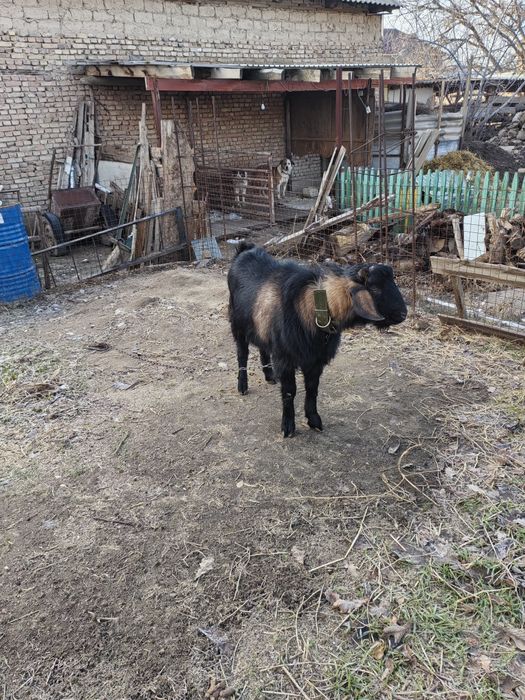 Козел Альпийский