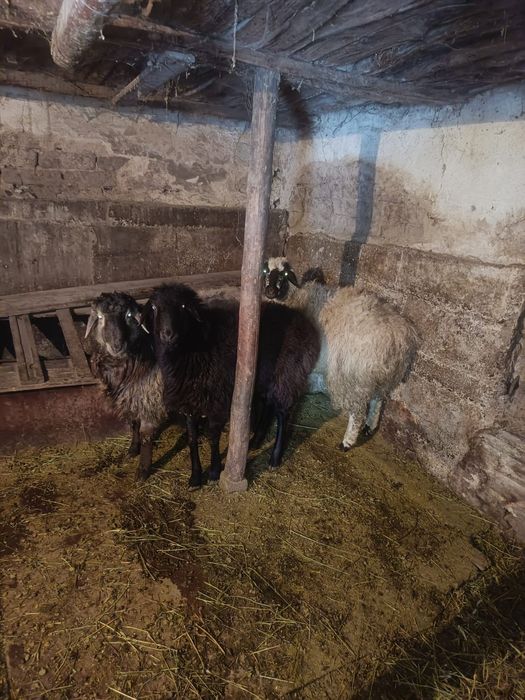 Продам баран молодых