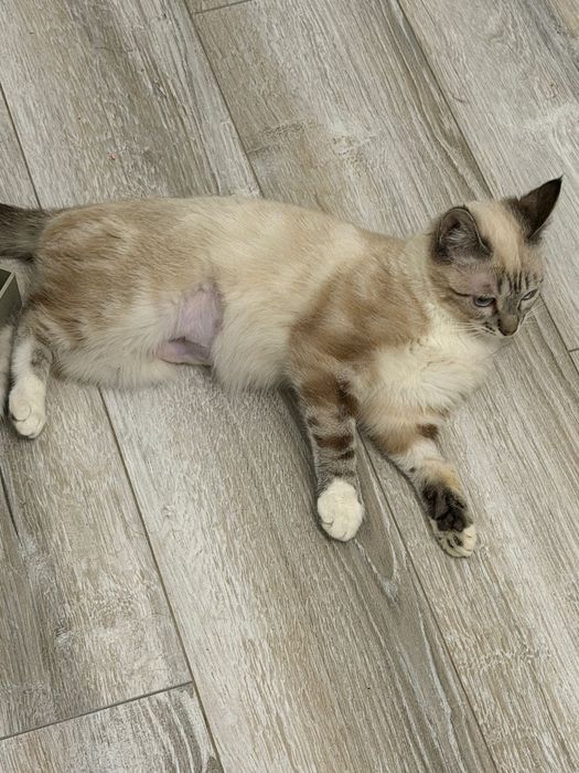 Кошечка Варя,красотка!