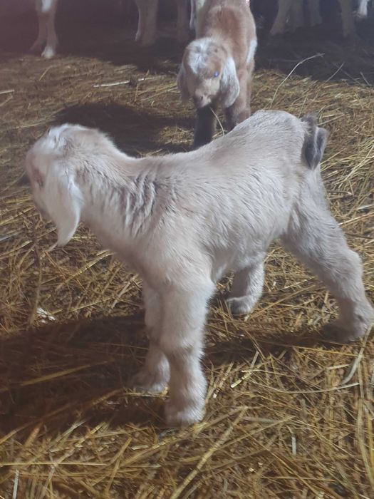 Iezi anglo virsa 2 saptamini