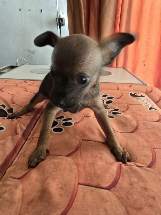 Продам русский той