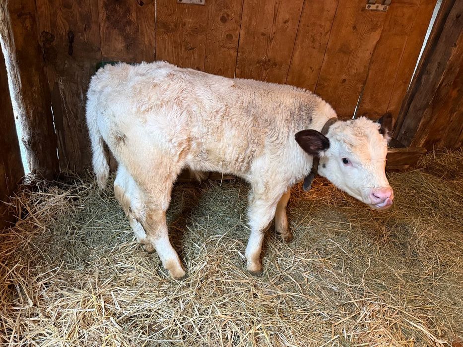 Vand tauras belgian 5 saptamani