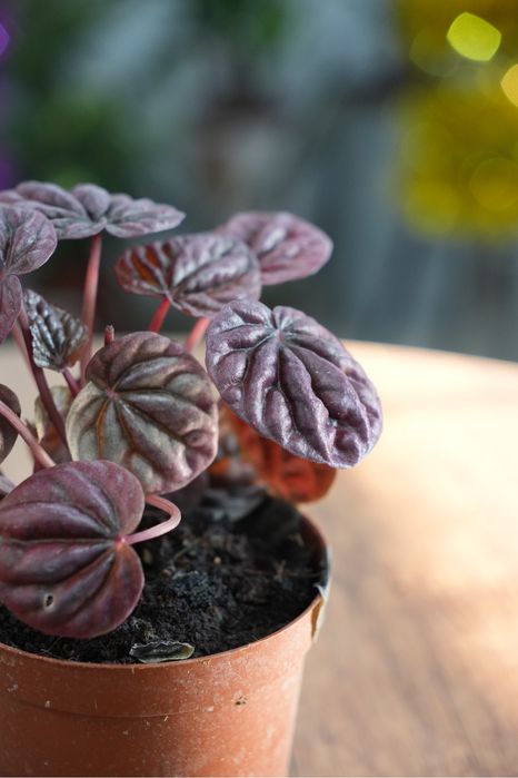 Пеперомия ред луна