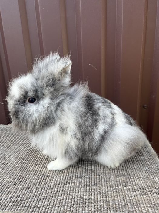 Mascul cap de leu Rhon