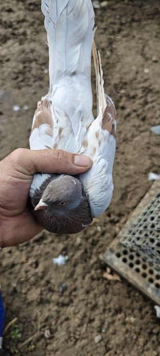 Продам голубей с хорошей игрой