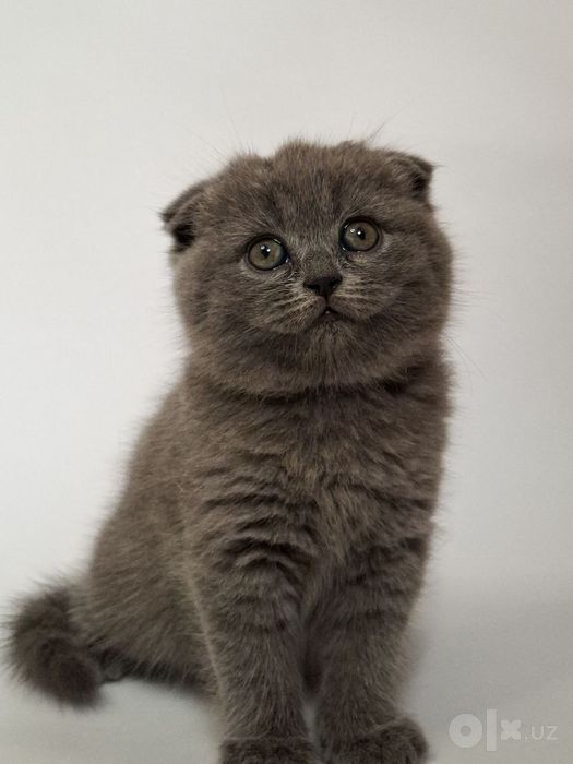 Шотландские  котята