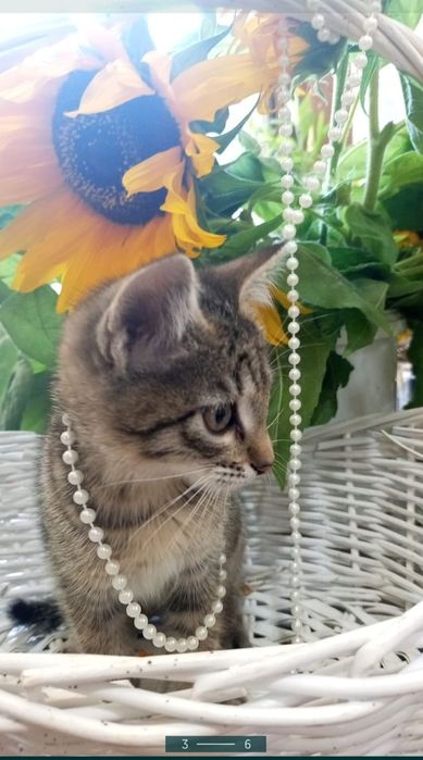 Котята в добрые ручки