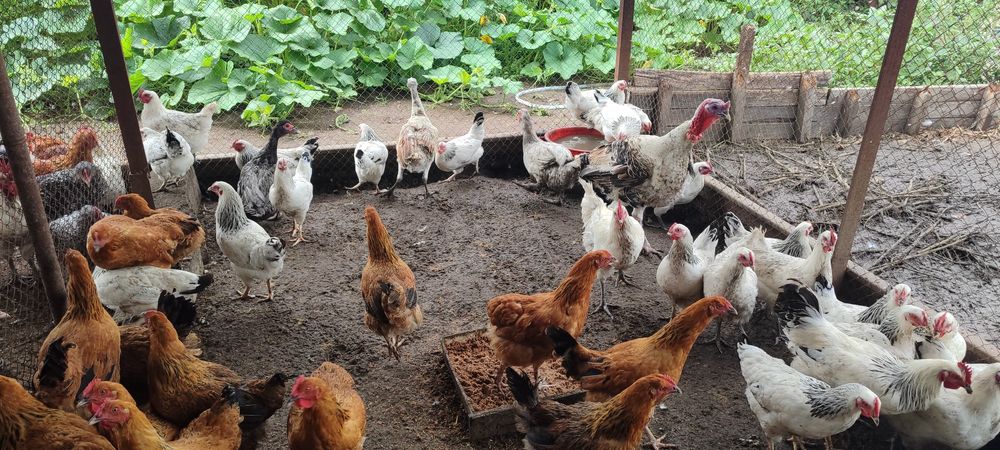 Продам инкубационные яйца