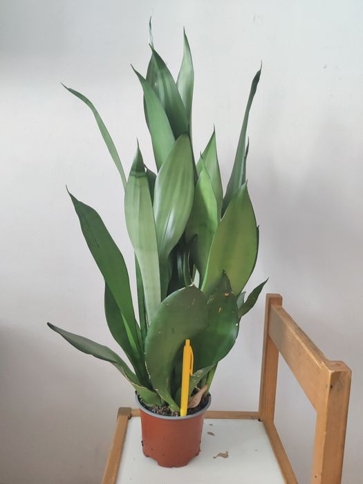 Sansevieria matura