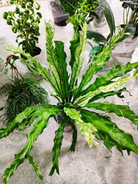 Распродажа декоративные комнатные растения