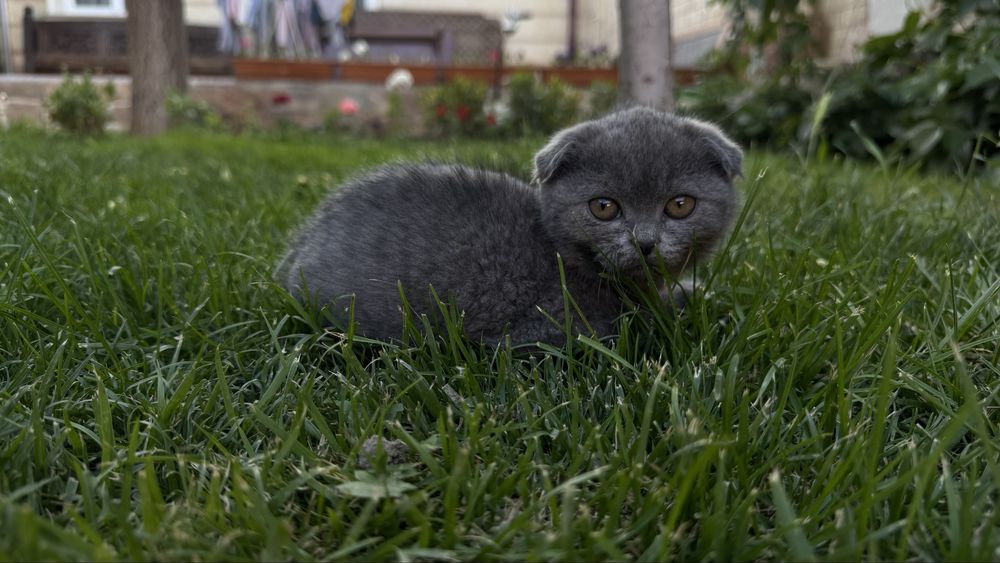 Котята 3 месяцев