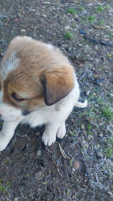 Шенята. Бесплатно.г. Шымкент.