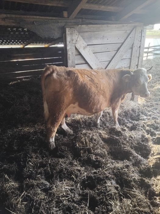 Vanzare vaci inf la telefon