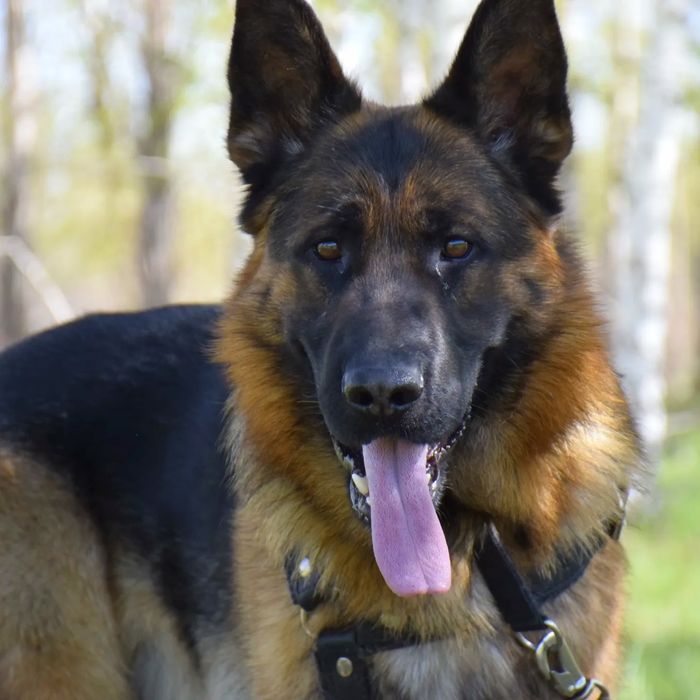 Питомник. Щенки Немецкая овчарка. Продам.