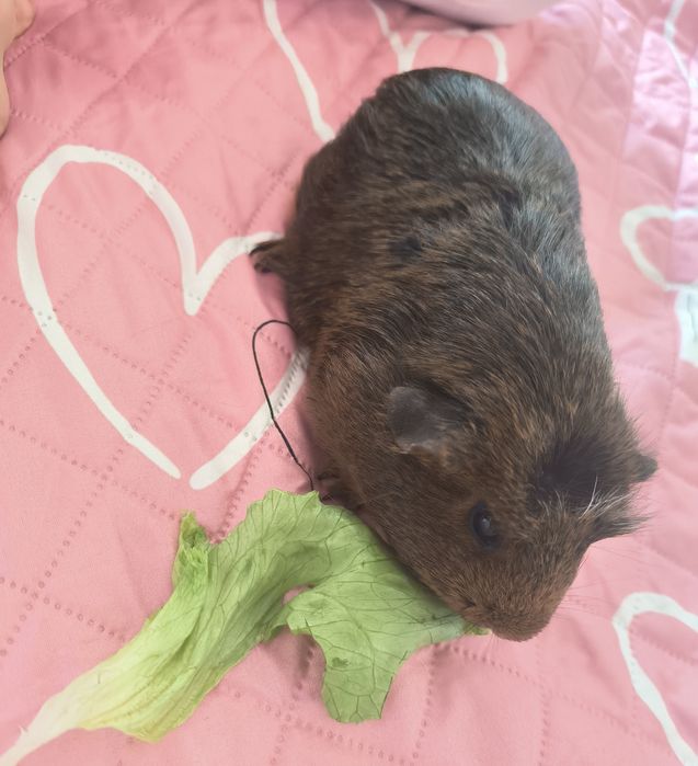 СПЕШНО Две морски свинчета и клетка