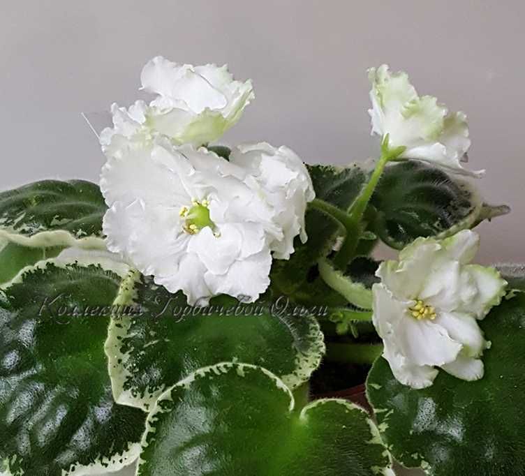 Фиалка лучший подарок