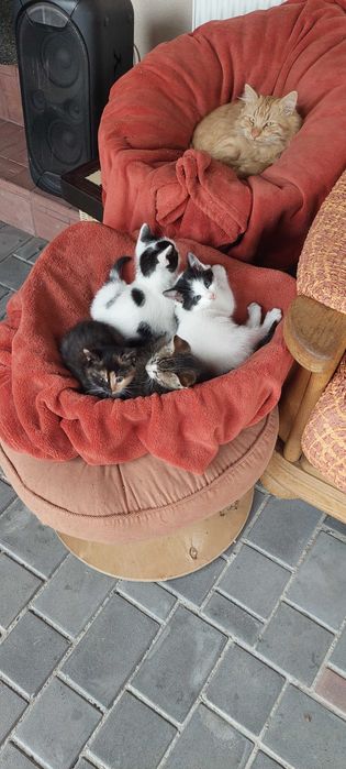 Nicu, Costi, Marcel si Mira pisoiasi mici